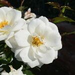 Rosa laevigata Virág