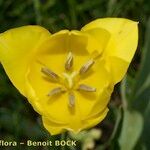 Tulipa billietiana Virág