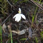 Caladenia catenata Flower