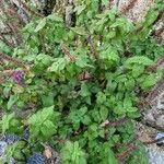 Teucrium hircanicum Leaf