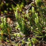 Lycopodium × oellgaardii ᱛᱟᱦᱮᱸ