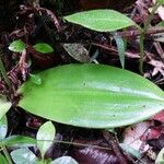 Cynorkis fastigiata Leaf