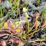 Drosera intermedia Žiedas