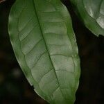 Mouriri sagotiana Leaf