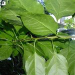 Bougainvillea spectabilis Feuille