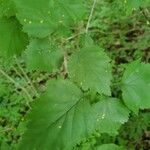 Crataegus marshallii Leaf