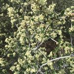 Ceanothus cuneatus Habitus