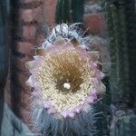 Pilosocereus leucocephalus Flower