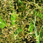 Agrostis capillaris Froito