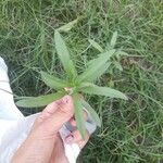 Artemisia dracunculus Hoja