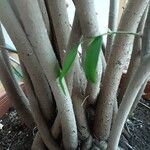 Ficus benjamina Kabuk