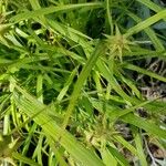 Carex grayi Leaf