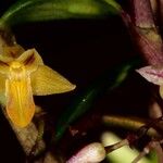 Dendrobium pectinatum Flower