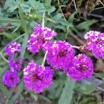 Verbena rigida 花