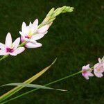 Ixia polystachya Kwiat