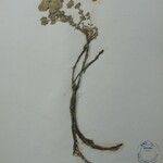 Marmoritis pharica Otro