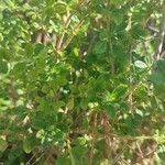 Lippia micromera Лист