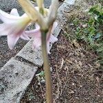 Amaryllis belladonna आदत