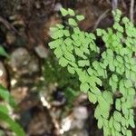 Adiantum raddianum Leaf