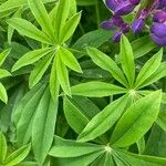 Lupinus polyphyllus Feuille
