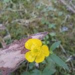 Ranunculus repensFlower