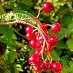 Cotoneaster bullatus Fruit