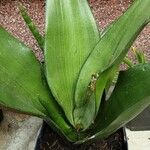Dracaena subspicata Blatt