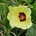 Hibiscus calyphyllus फूल