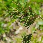 Poa alpina Blomma