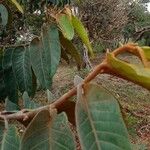 Virola sebifera Leaf