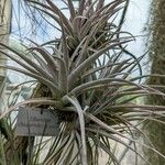 Tillandsia chiapensis Celota