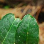Dichostemma glaucescens Leaf