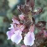 Teucrium chamaedrys Flower