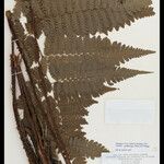 Cyathea cyatheoides Folla