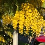 Acacia dealbata Çiçek