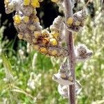 Verbascum pulverulentumFlor