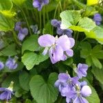 Viola × melissifolia Flower