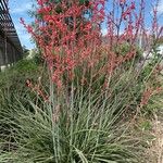 Hesperaloe parviflora Агульны выгляд