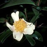 Camellia rhytidocarpa Flor