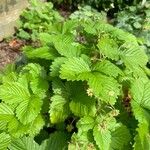 Fragaria moschata Folio