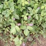 Desmodium intortum आदत