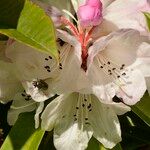 Rhododendron pachytrichum Λουλούδι