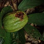 Duboscia macrocarpa Fruto