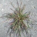 Digitaria ischaemum পাতা