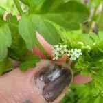 Chaerophyllum tainturieri Flower