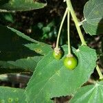 Muntingia calabura Fruit