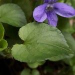 Viola × uechtritziana Leaf