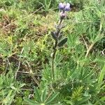 Lupinus oreganus Hoja