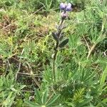 Lupinus oreganus