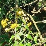 Lysimachia vulgaris Flower